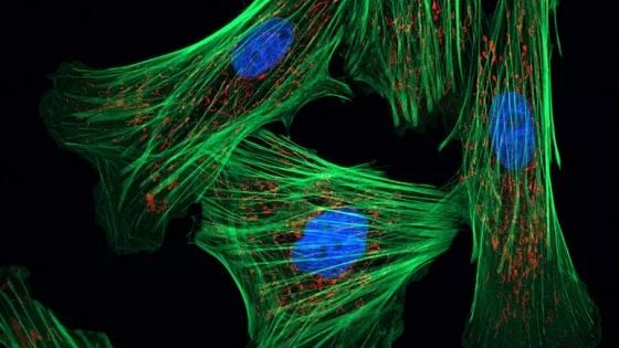 Parte il primo test umano per invertire l'età delle cellule