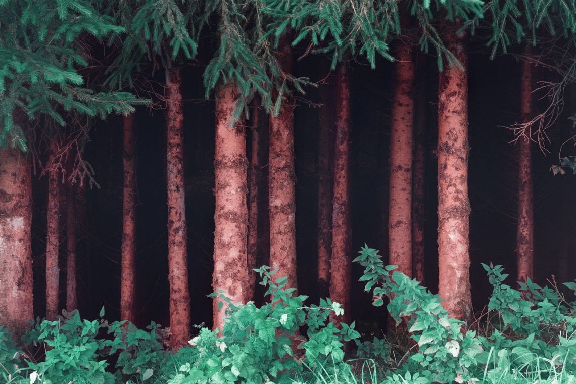 Piantare mille miliardi di alberi: si può fare? E sarebbe risolutivo?