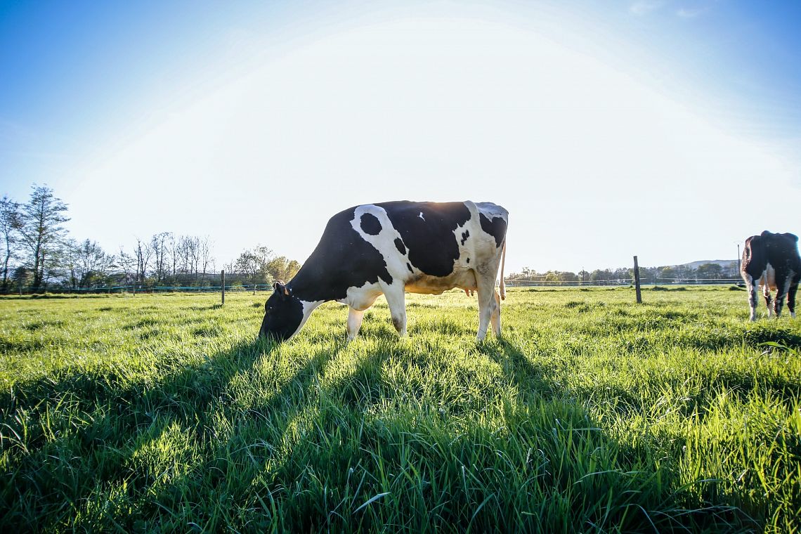 Il benessere animale può contribuire alla riduzione delle emissioni
