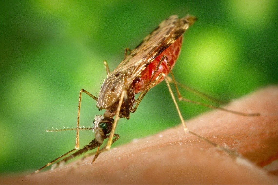 Nuove tecnologie potrebbero presto eliminare la malaria, ma serve agire su tre leve
