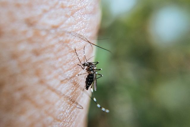 Active genetics contro la malaria
