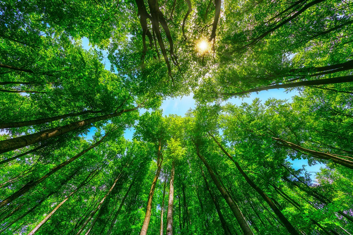 Aea: l'Europa acceleri sulle soluzioni basate sulla natura