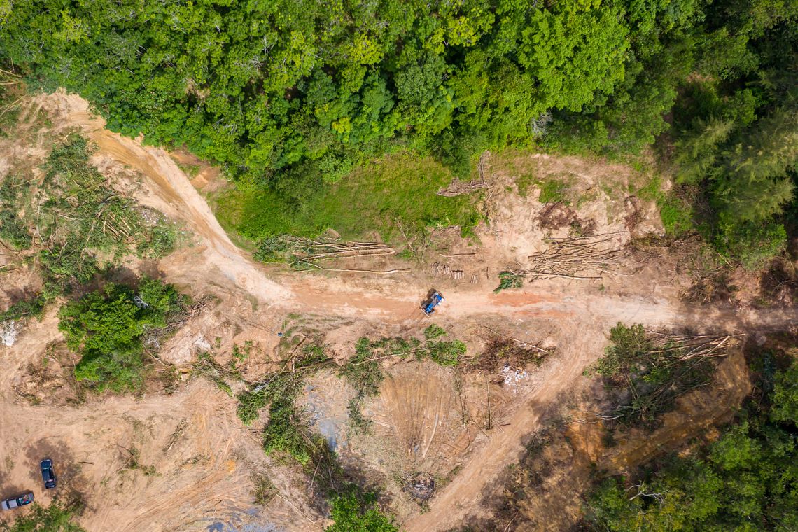 La deforestazione globale rallenta ma le foreste tropicali continuano a essere minacciate