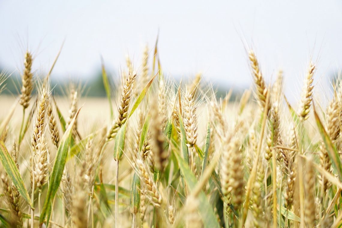 Anche su rifiuti e sistemi alimentari abbiamo bisogno di un modello come l’Ipcc?
