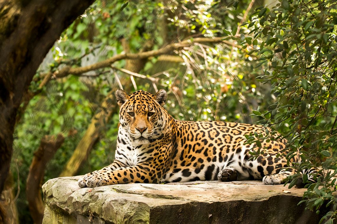 Crediti blockchain per la salvaguardia del giaguaro in Amazzonia
