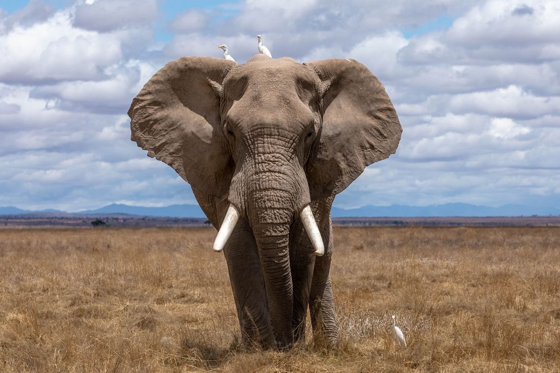 Elefanti all’asta in Namibia, c’è bisogno di una regolamentazione futura