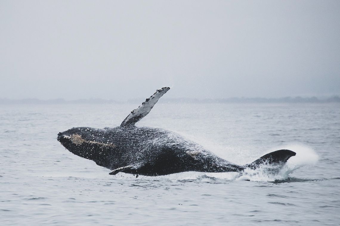 Ipbes: gran parte dell’umanità dipende dalla sopravvivenza di 50mila specie selvatiche