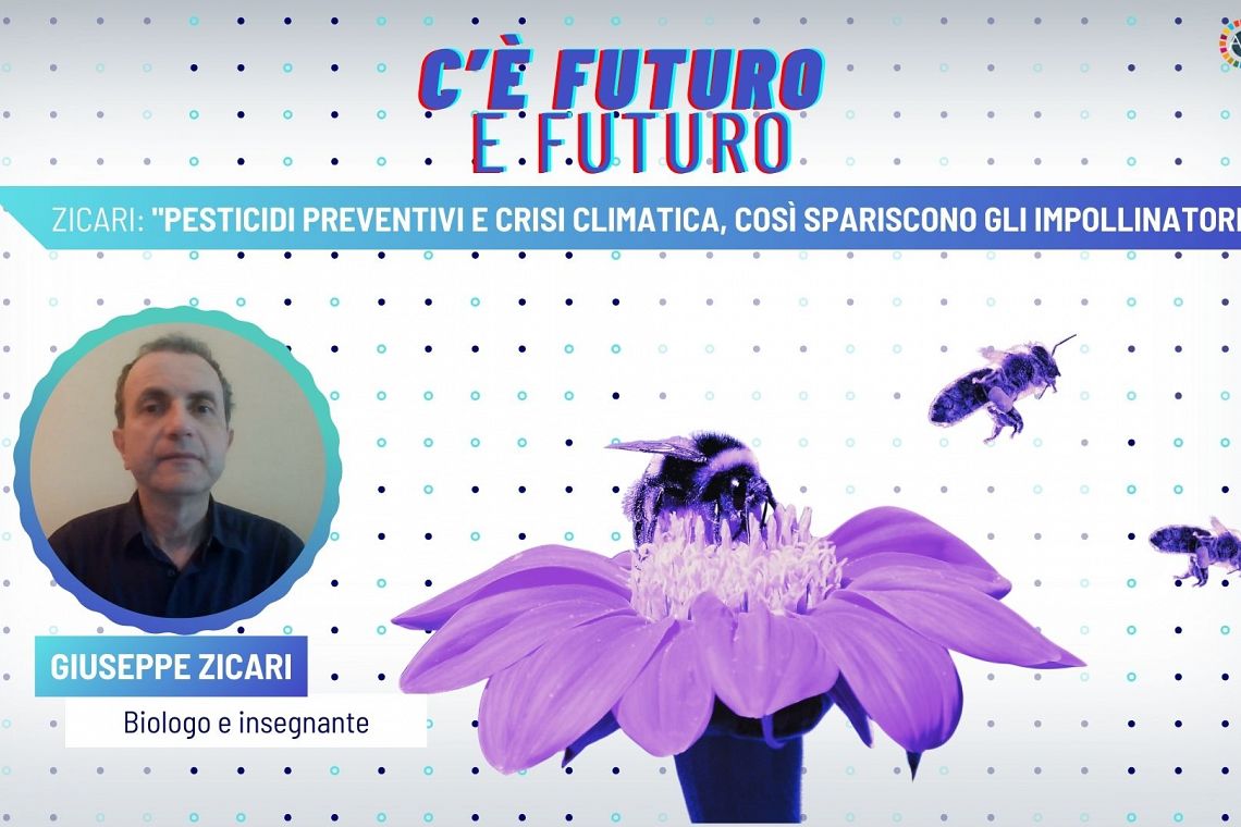 Zicari: “Pesticidi preventivi e crisi climatica, così spariscono gli impollinatori”
