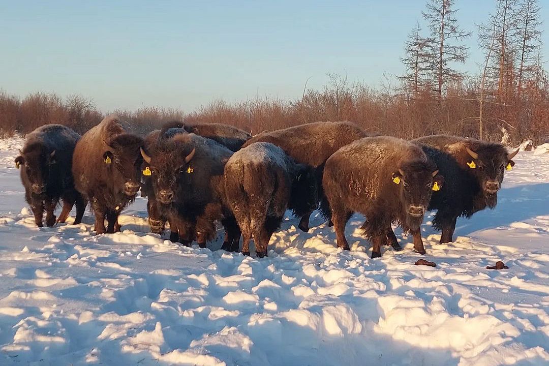 Riportare in vita i mammut per prevenire il disgelo del permafrost