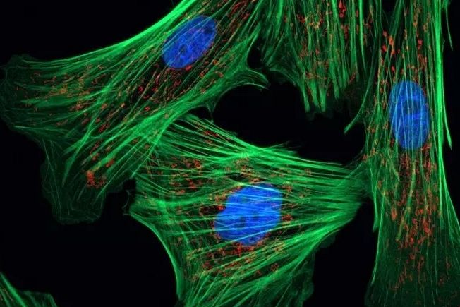 Parte il primo test umano per invertire l'età delle cellule