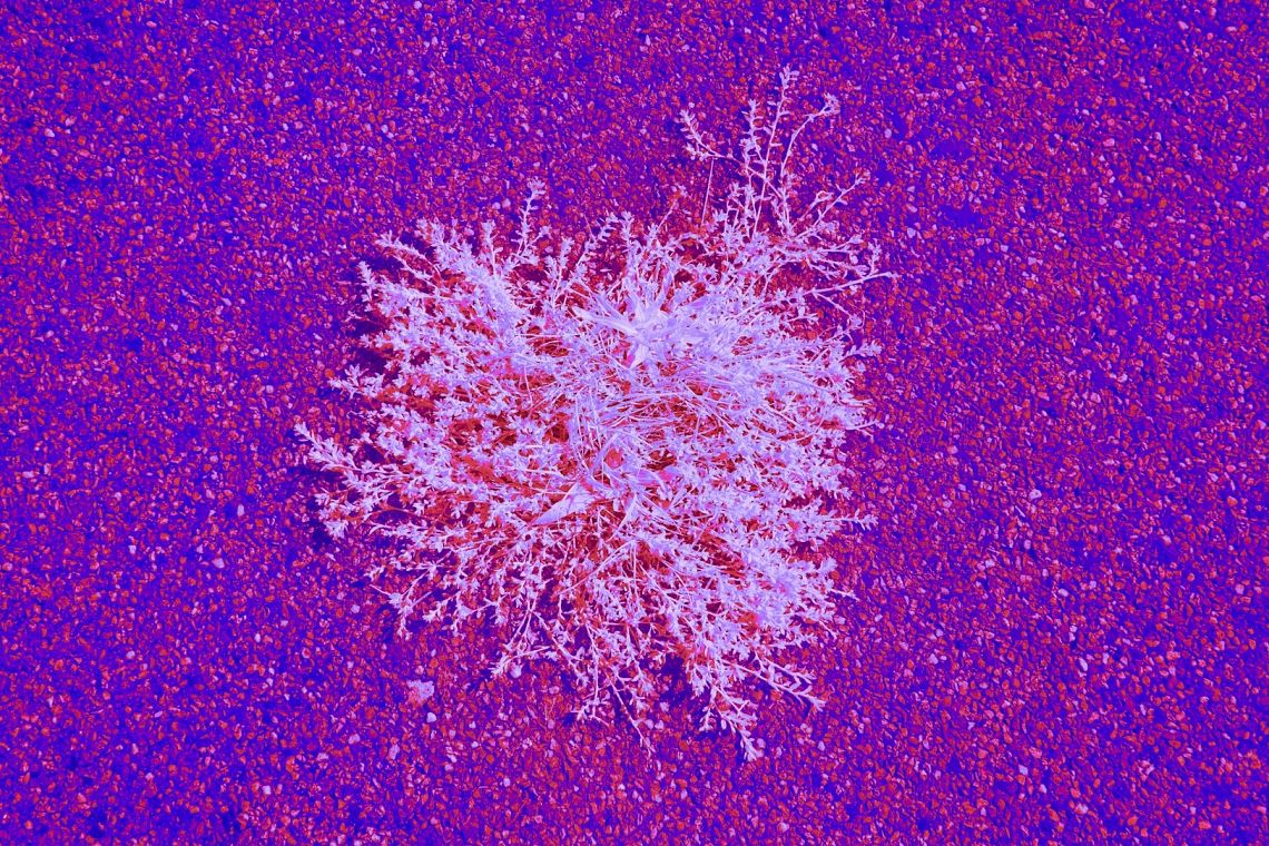 Un algoritmo può identificare le malattie rare? 