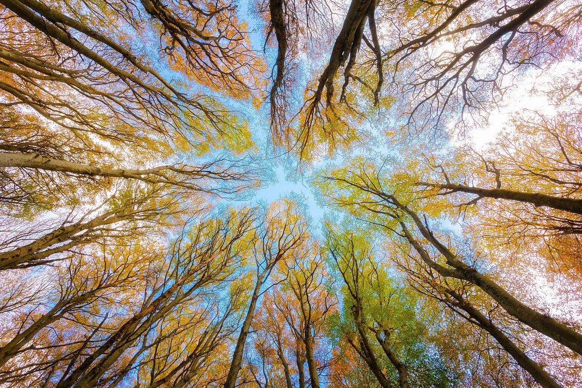 Il futuro della biodiversità, o il passaggio dall’antropocentrismo all’ecocentrismo